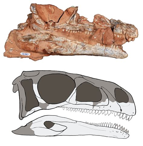 Species New to Science: [Paleontology • 2018] Bagualosaurus agudoensis ...