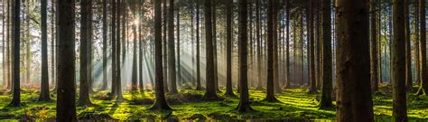 Forest Panorama Pictures | Download Free Images on Unsplash