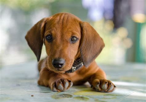 Dachshund Dog Breed Information, Images, Characteristics, Health