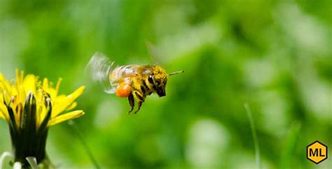 Foraging Bees: Honey Bees and Their Foraging Habits - Mann Lake Bee & Ag Supply