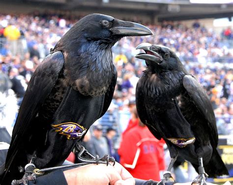 Rise and Conquer with the Baltimore Ravens