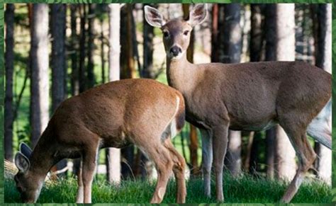 White-tail Deer Biology, Behavior, And Habitat