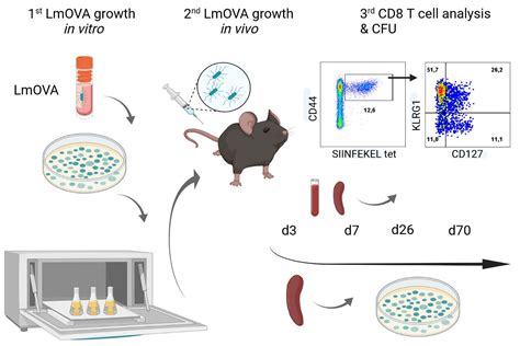 Bacterial Infection with Listeria monocytogenes in Mice and Subsequent ...