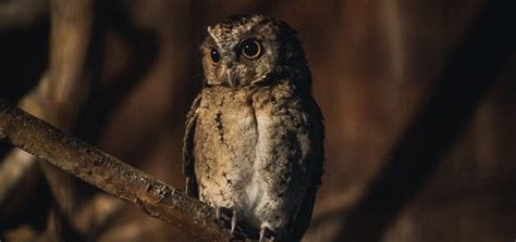 Owl Sound in the Night | Free Sound Effects | Animal Sounds