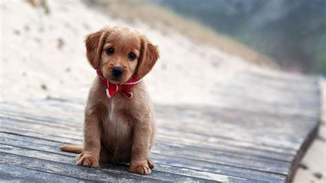 Cute Puppies Wallpapers For Mobile - Wallpaper Cave