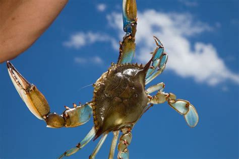 Maryland Blue Claw Crab | Blue claw crab, Crab, Blue