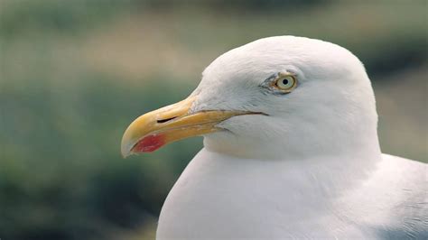 Female Seagulls vs Male: The Ultimate Comparison