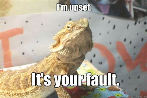 I'm upset. It's your fault. | Bearded dragon cute, Baby bearded dragon, Bearded dragon funny