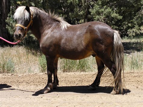 Shetland | Welsh pony, Shetland pony, Pony