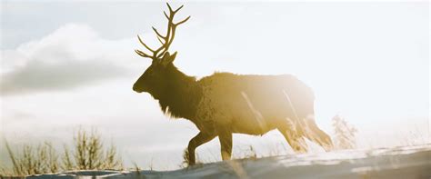 Where to See Wildlife In Banff | Discover Banff Tours