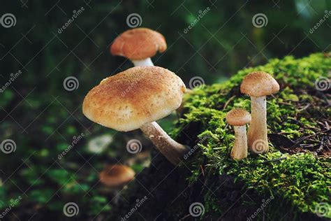 Mushrooms on Green Stump in Summer Forest Stock Image - Image of branch ...