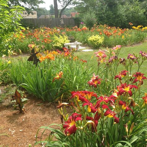 Lewis Daylily Garden: Daylily gardens from across the country.