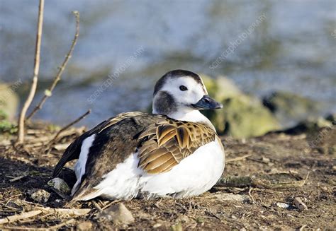 Female long-tailed duck - Stock Image - Z828/0318 - Science Photo Library