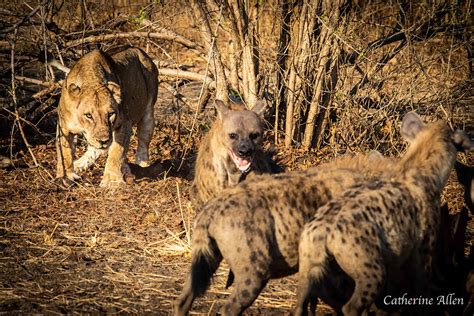 Arch-enemies? New research on lions vs hyenas - Africa Geographic