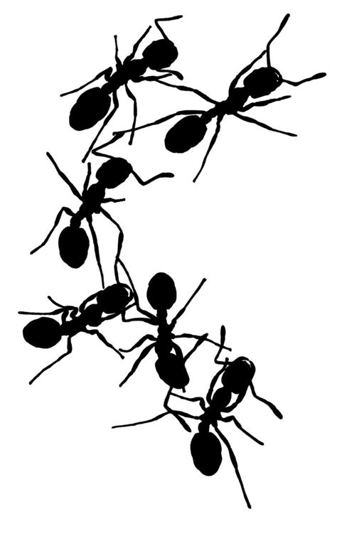 Ant Line Drawing at GetDrawings | Free download