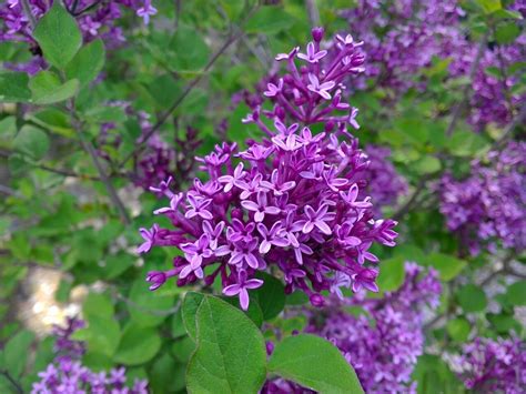 Syringa Lilac Bloomerang 'Dark Purple' 3 gal.