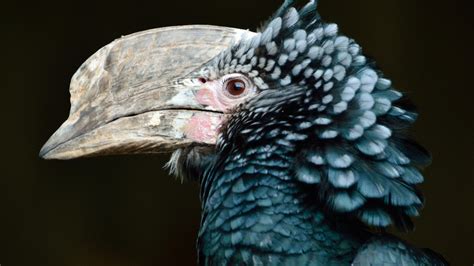 Central Florida Zoo & Botanical Gardens silvery-cheeked-hornbill-334611 ...