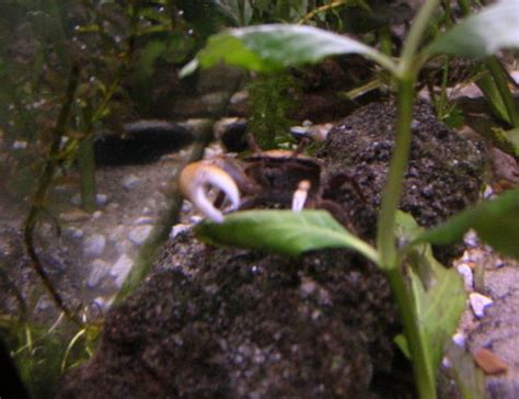 Fiddler Crab (uca Pugnax) Photos - RateMyFishTank.com