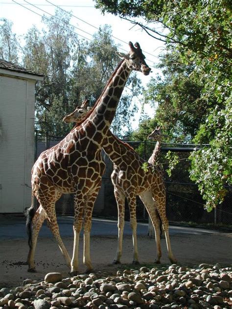 Information about "saczoo003.jpg" on sacramento zoo - Sacramento ...