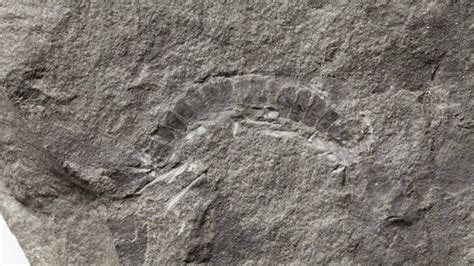 Fossil Friday: oldest millipede shows how quickly terrestrial life evolved