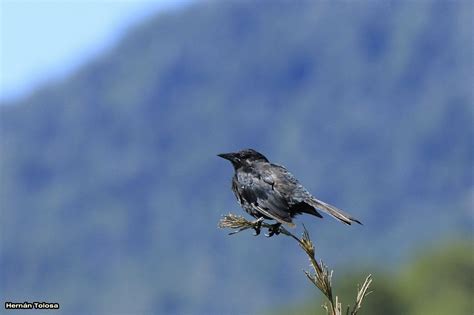 Aves de Argentina: Tordo patagónico (Curaeus curaeus)