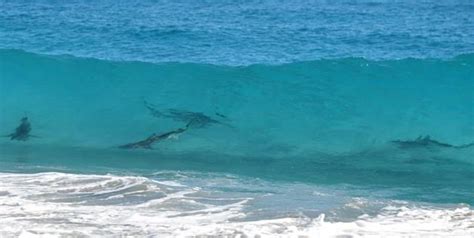 Sharks in the surf at New Smyrna Beach, Florida. New Smyrna Beach Florida, Florida Girl, Florida ...