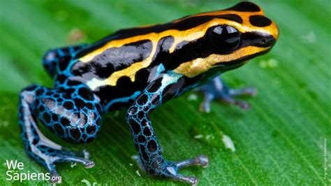 Pin by Alesya Sklyarova on crayzeee paterns | Frog species, Poison dart ...