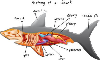 Shark Gills Vector Images (over 160)