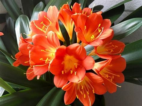 Clivia Miniata Plant Care: How to Grow Clivia Lily Indoors