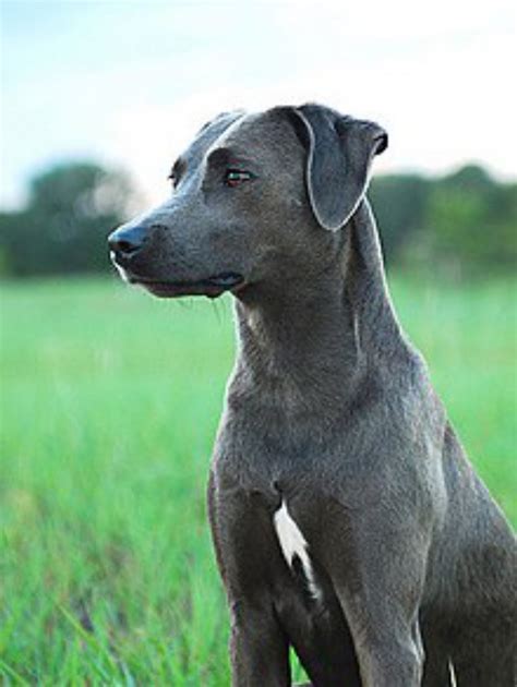 Catahoula Cur vs Blue Lacy - Breed Comparison | MyDogBreeds