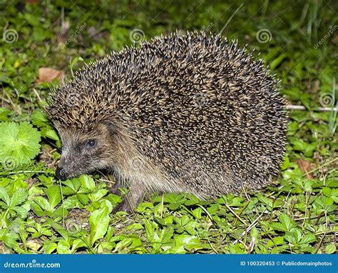 Hedgehog, Erinaceidae, Domesticated Hedgehog, Fauna Picture. Image: 100320453