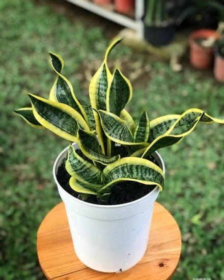 19 Dwarf Snake Plant Varieties for Tabletops | Best Short Snake Plants