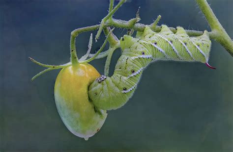 Tobacco Hornworm (Carolina Sphinx Moth): Identification, Life Cycle ...