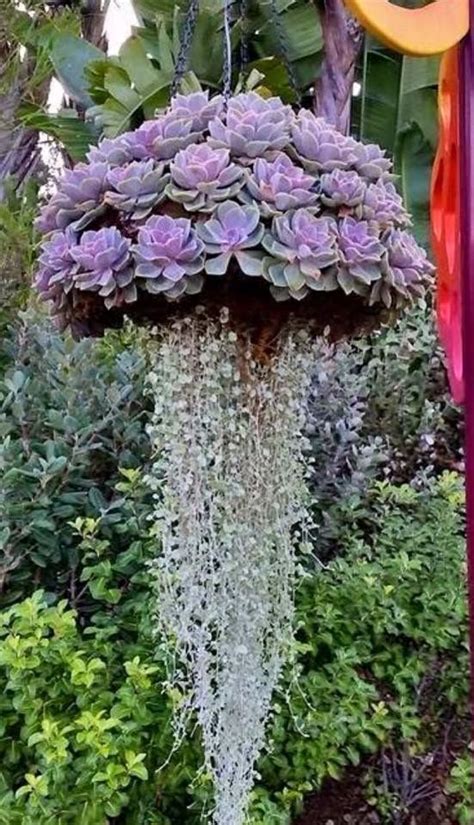 Best Flowers For Hanging Baskets - Beautiful Insanity