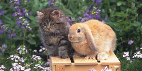 Cats and Bunnies Are Our New Favorite BFFs | HuffPost