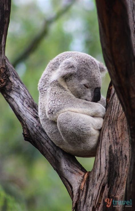 Why Dubbo Zoo & Zoofari Lodge is Like Being on a Real Safari