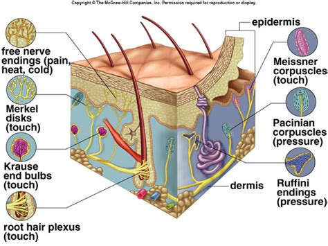 Dermis & Sensory Receptors Diagram | Quizlet