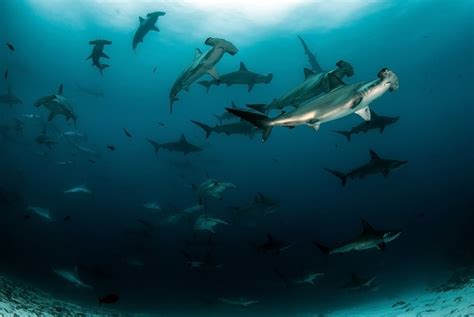 Are Hammerhead Sharks Endangered?