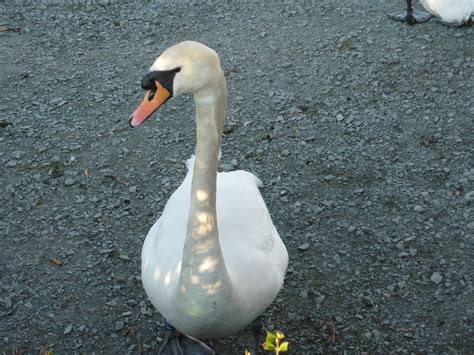 white swan-4193 | Stockarch Free Stock Photo Archive