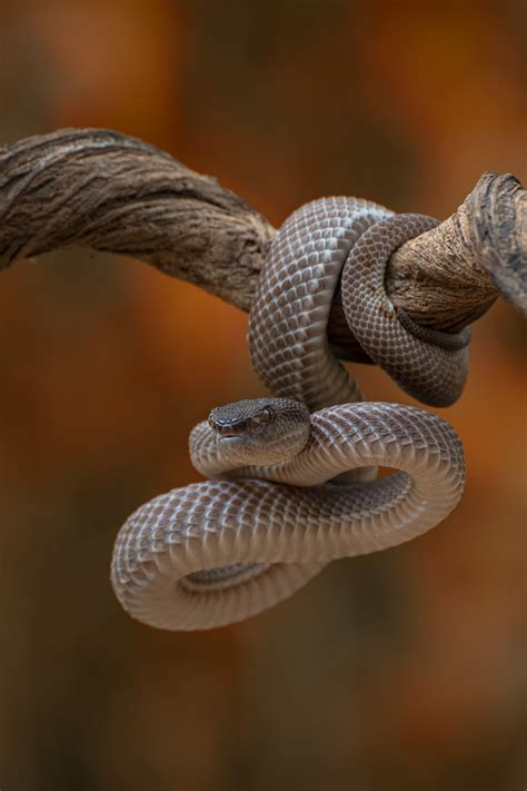 Mangrove pit viper by Dikky Oesin / 500px