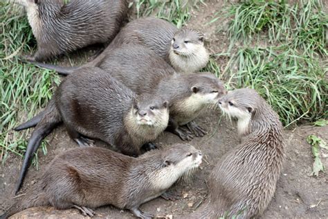 otter family by Hellkitty1993 on DeviantArt