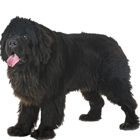 Newfoundland Dog Breed Information - Dognomics