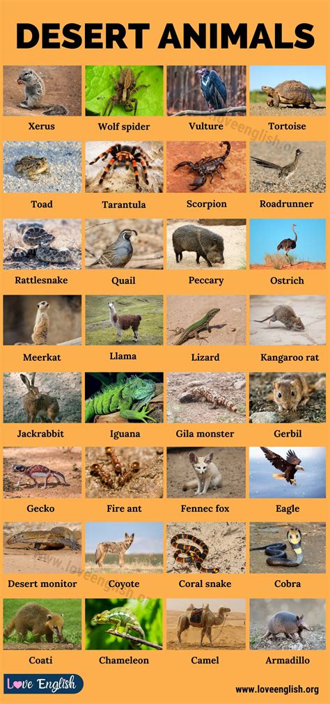 Desert Animals: 35+ Names of Animals that Live in Desert Biomes - Love ...