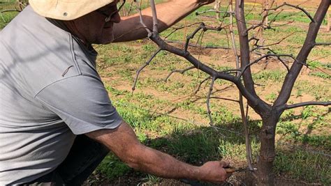 Pruning our Jujube Trees ready for the Spring - Jujubes SA