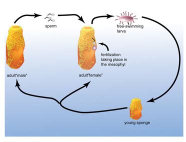 Porifera (Sponges) - Zoology