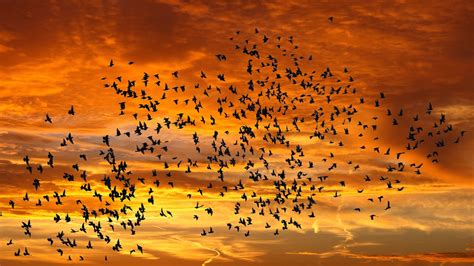 Download Flock Of Birds Sunset Flying Animal Bird 4k Ultra HD Wallpaper