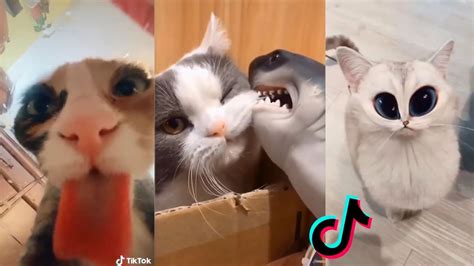 Cat Memes Tiktok Cats Being Cats Compilation Funny and Cute Cats Part 34 | World Cat Comedy