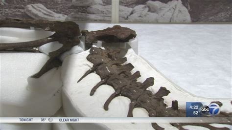 'Specimens' exhibit at Field Museum shows Earth's history - ABC7 Chicago