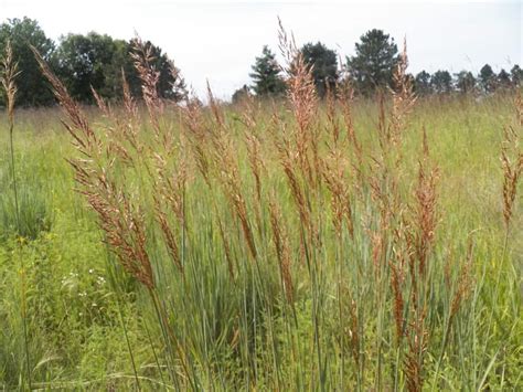 Native Grasses - Grimm's Gardens