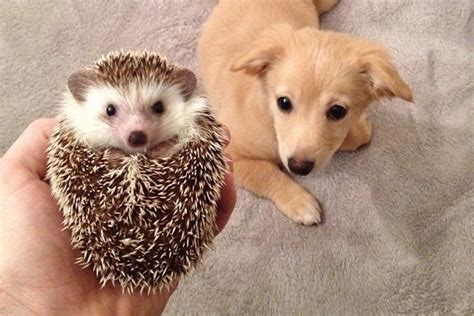 Hedgehogs popularity soaring as household pets